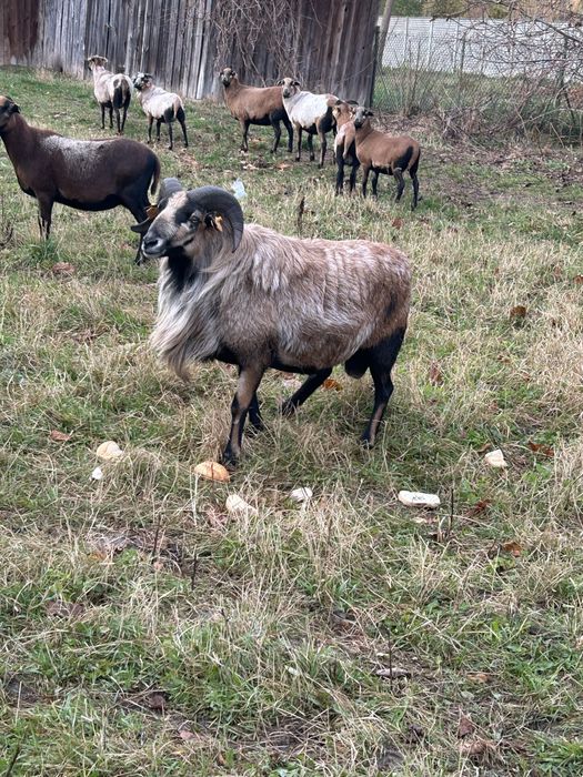 Baran rasa kameruński