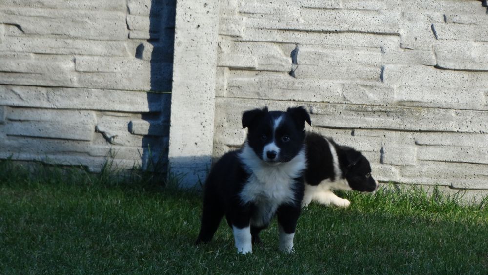 Border collie suczka z rodowodem