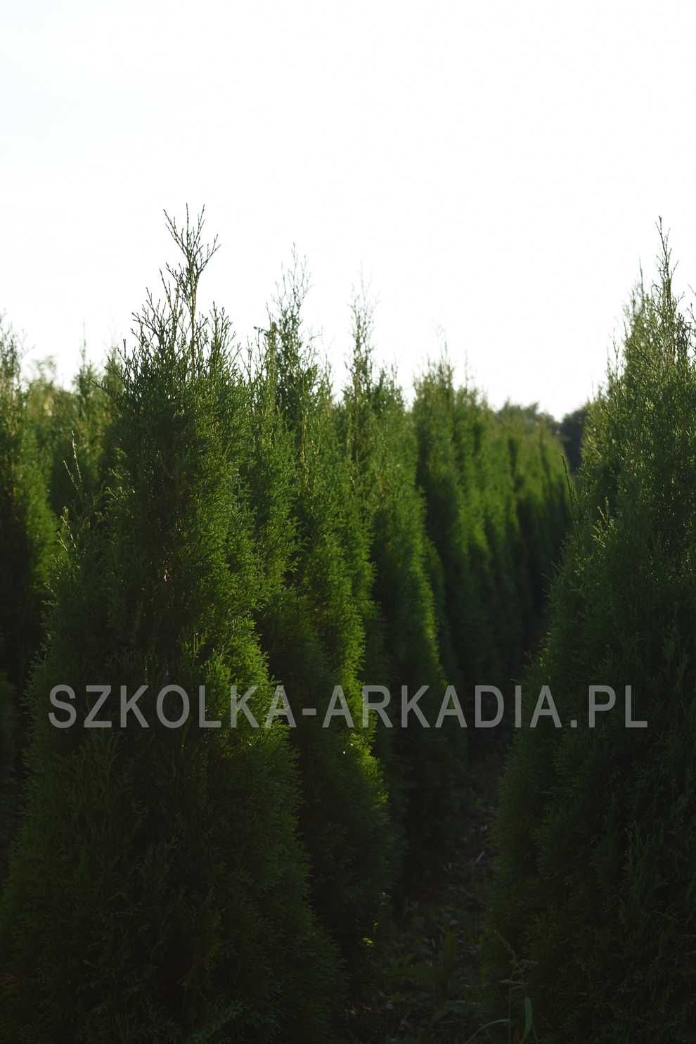 Thuja Smaragd 140cm-180cm Szmaragd Tuja, Żywotnik zachodni, szerokie