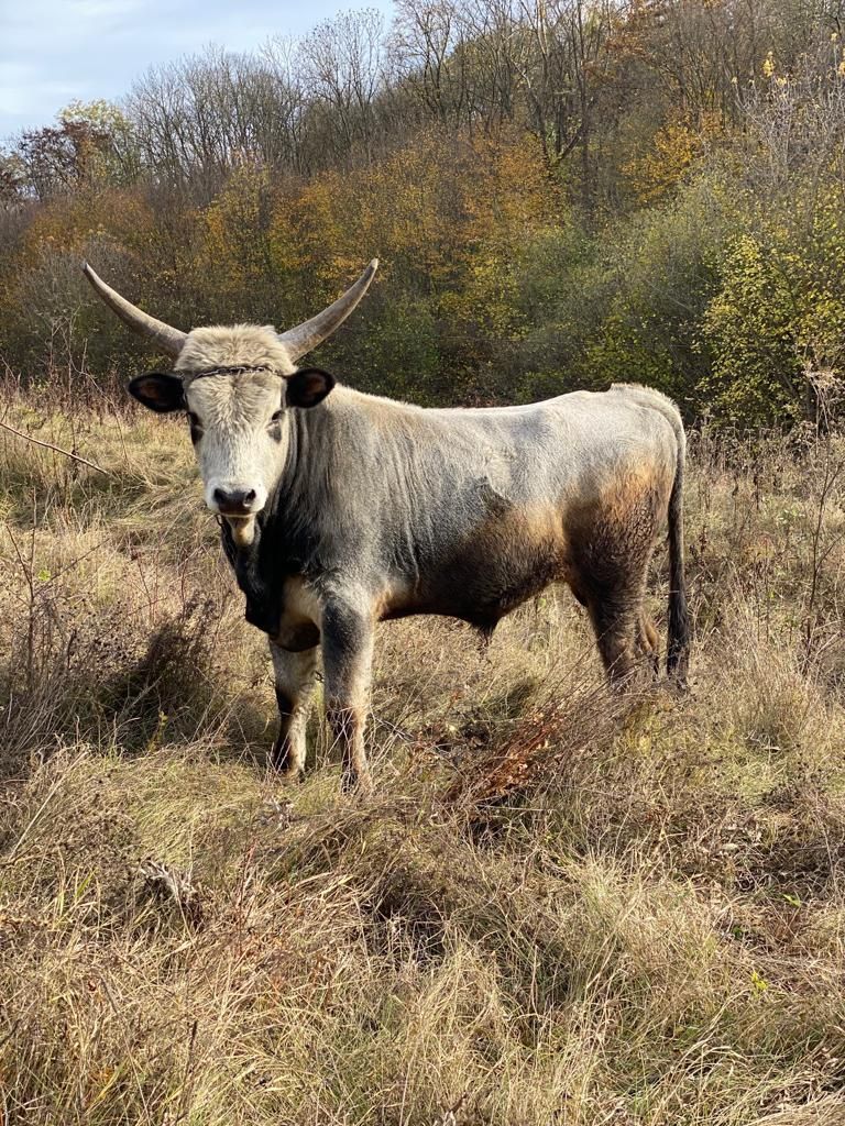 Продам бика угорської сірої худоби