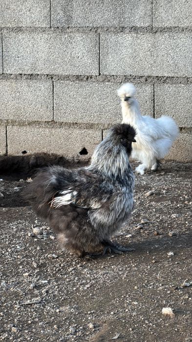 Macho sedosas barbudas do japao
