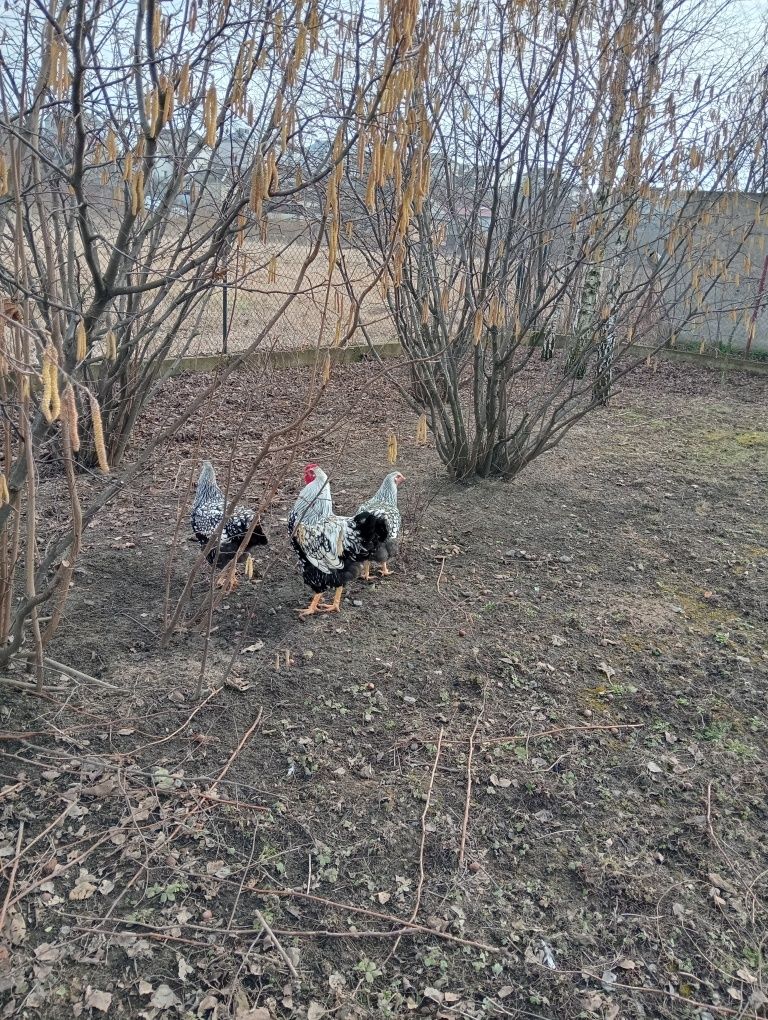 Інкубаційне яйце курей породи віандот срібний