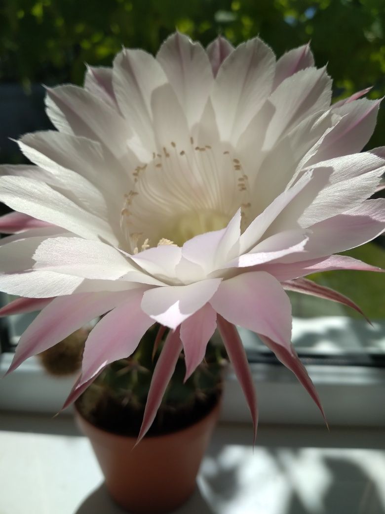 Кактус Echinopsis