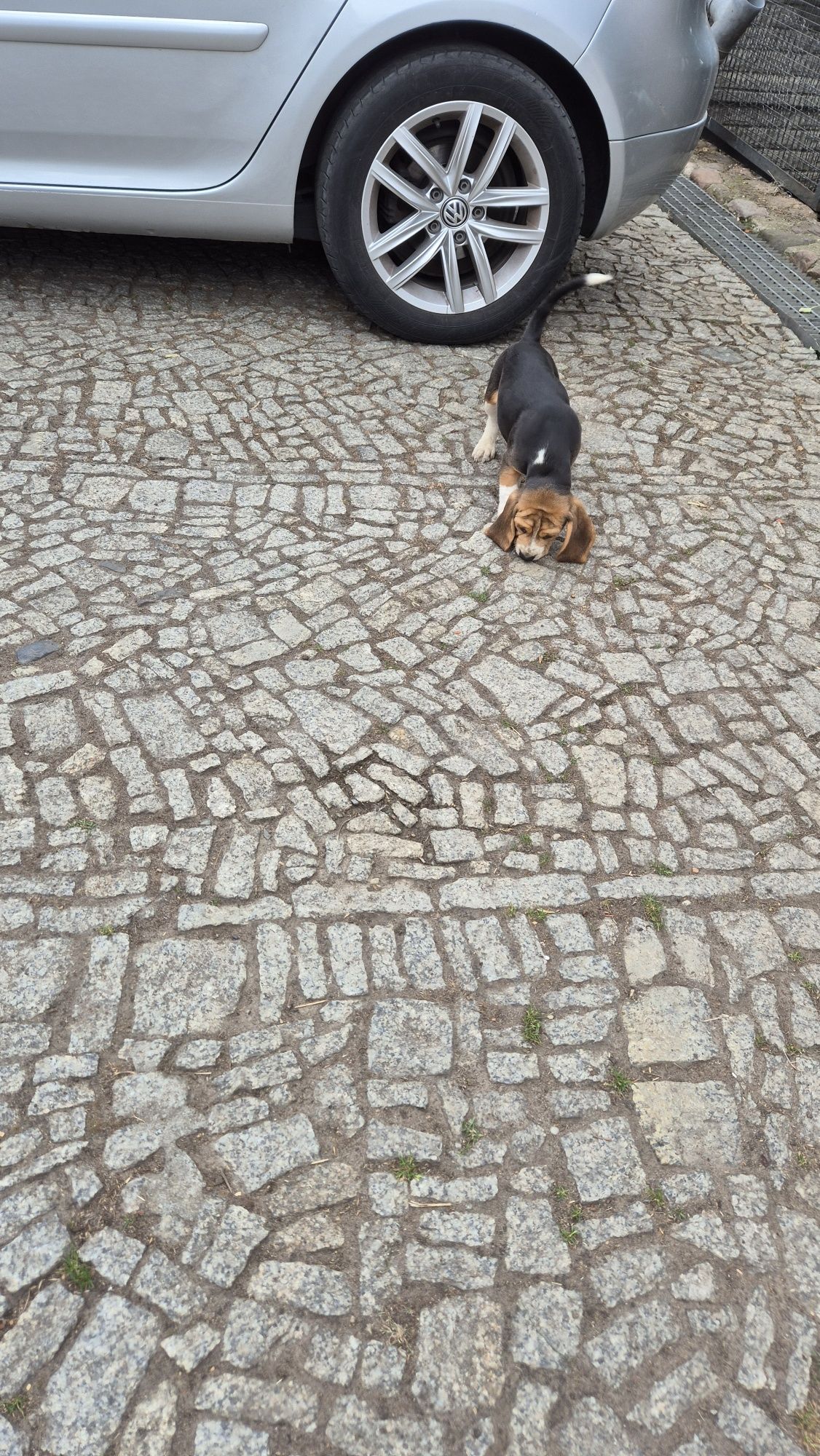 Beagle , sunia z rodowodem