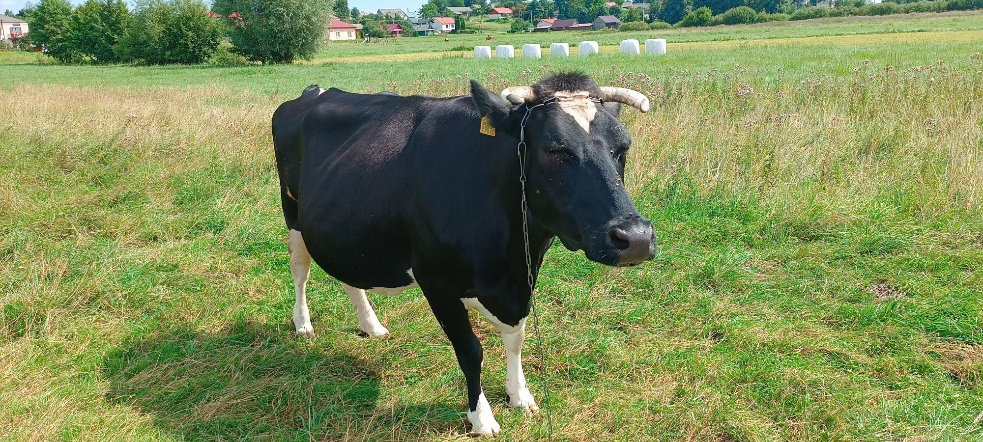 Sprzedam krowę mleczną