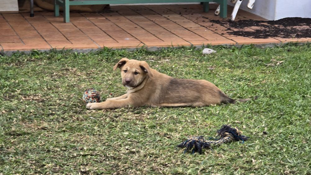 Cachorros para adoção
