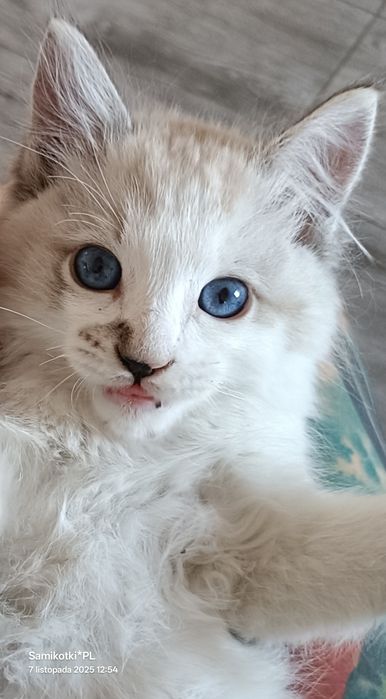 Kocurek 100% Ragdoll FPL na grudzień