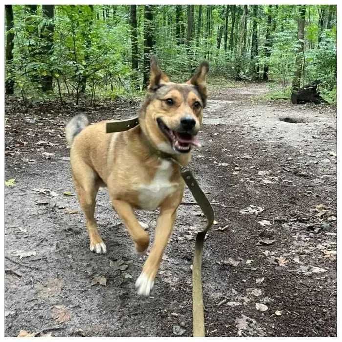 Активный дружелюбный пес ищет дом