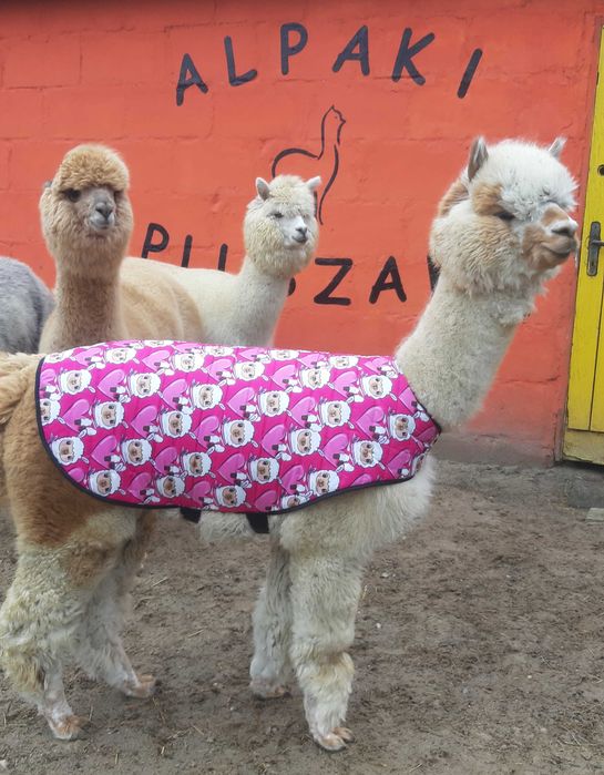 Ocieplacz dla alpak, kubrak - rozmiar L