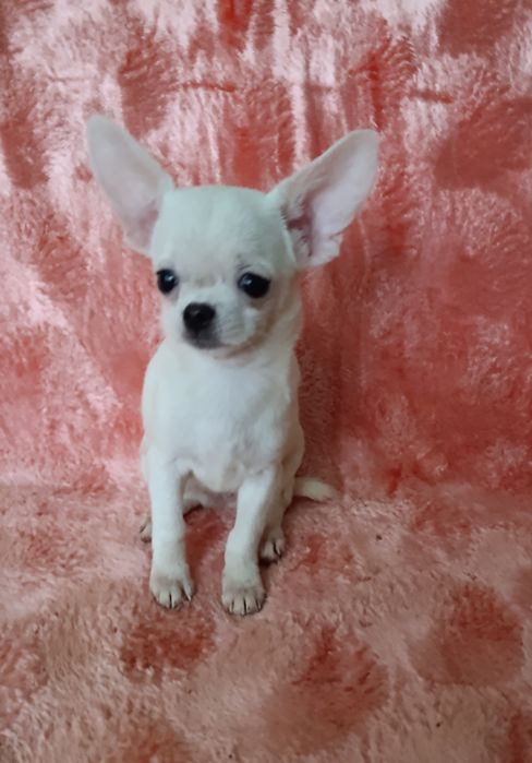 Гарненька біленька Дюймовочка чекає на батьків