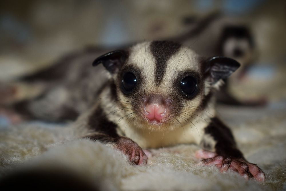 Lotopałanka, lotopałanka karłowata,  samiczki