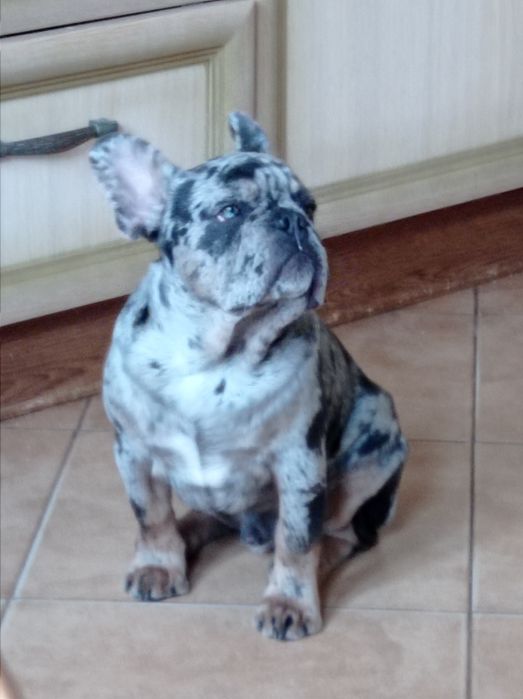 Хлопчик французького бульдога