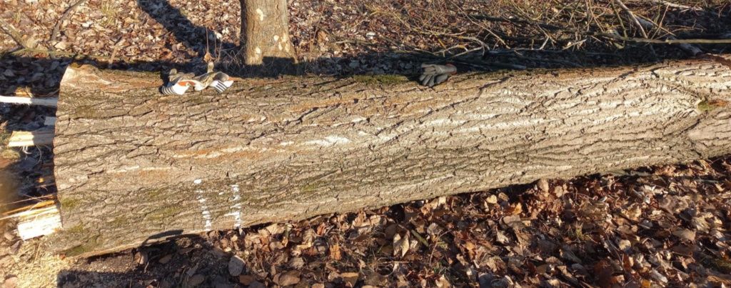 Topola kłoda 50cm srednicy opał