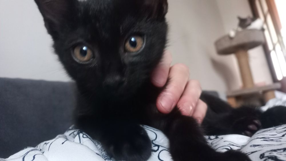 Puma młody kot kotek kocur szuka domu czarny niekupujadoptuj miziak