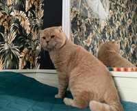 Scottish Fold para acasalar