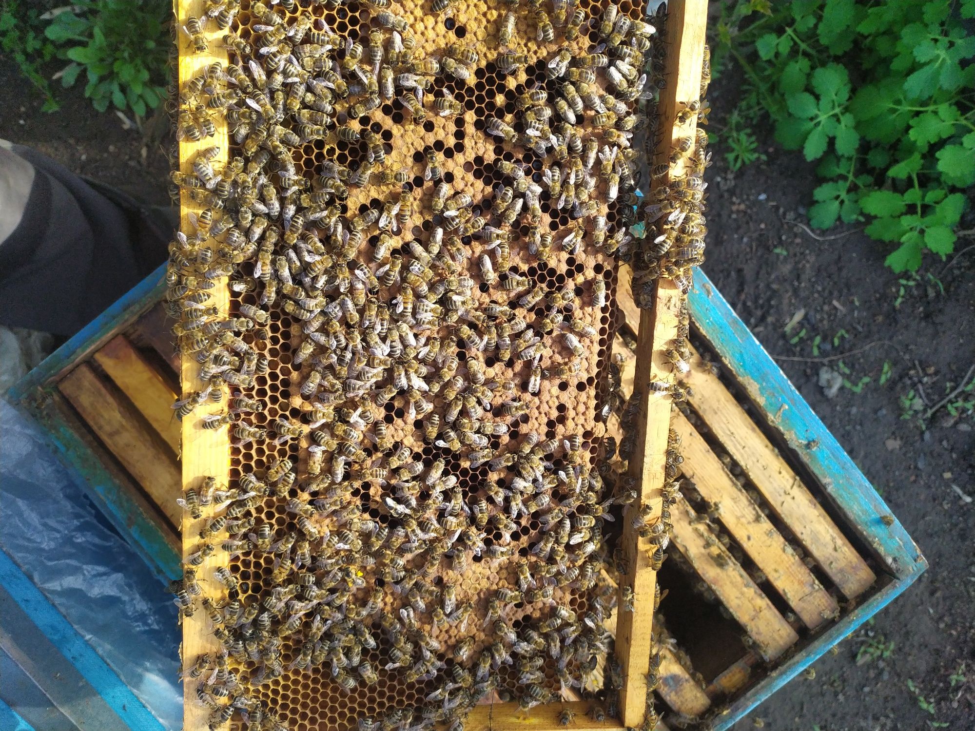 Продаю бджіл, бджолородини.