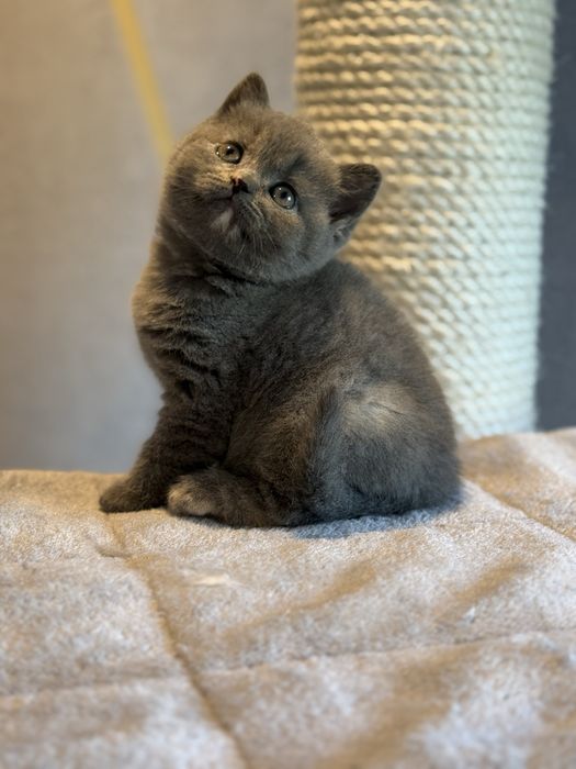 Kotki brytyjskie krótkowłose – szylkret (niebiesko-kremowe)