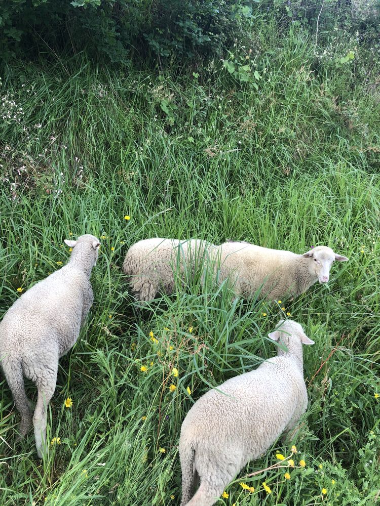 3 borregos machos para dispensar