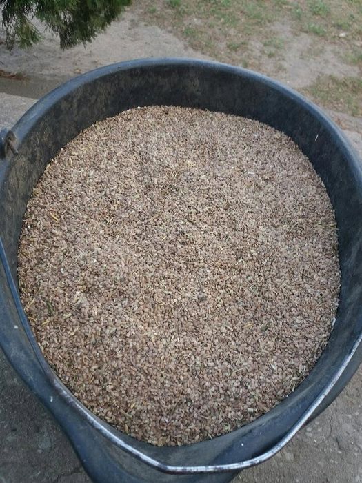 Seradela około 300kg