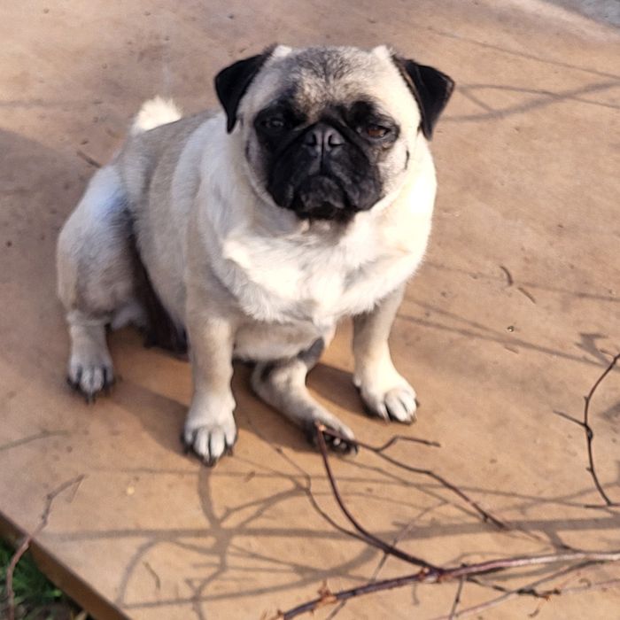 Oddam za darmo pieski pekińczyk/mops