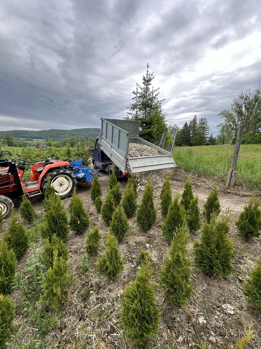 Tuja szmaragd sadzenie ogrodzenie żywopłot transport