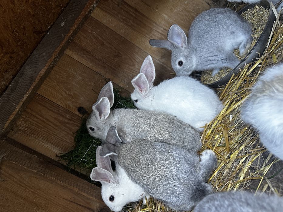 króliki hodowlane
