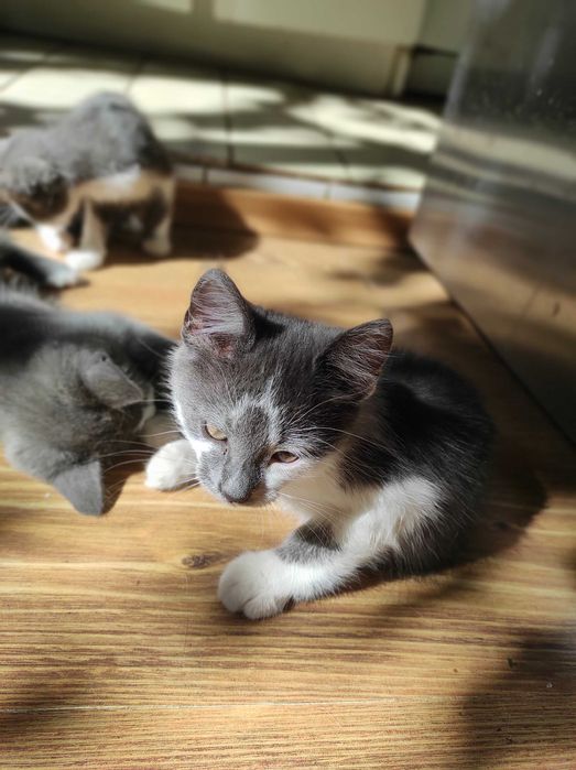 Кошеня котик в хороші руки