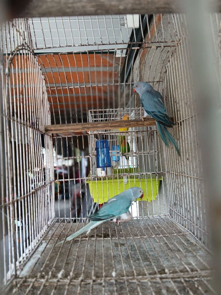 Tenho para venda  casal  de ring neck  macho  azul cc  fêmea  azul cob