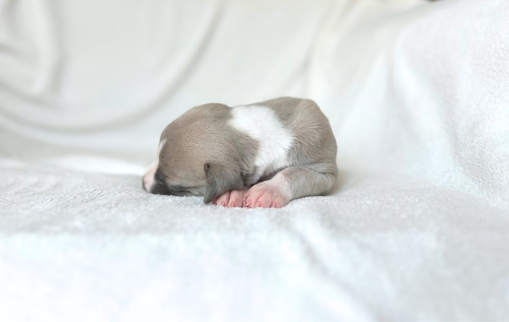Whippet chart angielski