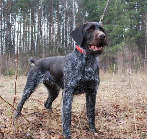 Цуценя Дратхаара дратхар