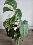 Monstera variegata