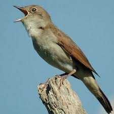 Casal de  aves anilhadas 2024/2025 Outras aves