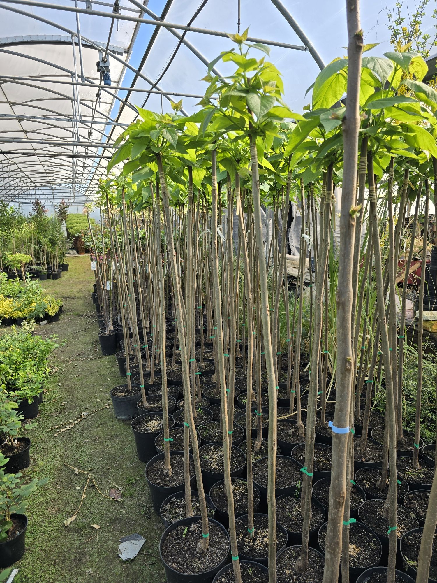 Catalpa bignoniowa nana surmia 150-220 cm katalpa wolsztyn poznan