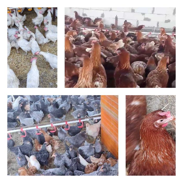 Продам кури несушки! Доставка безкоштовна. Благовіщенське!