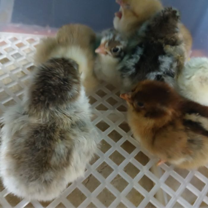 Pintos (1 mês) de alta qualidade