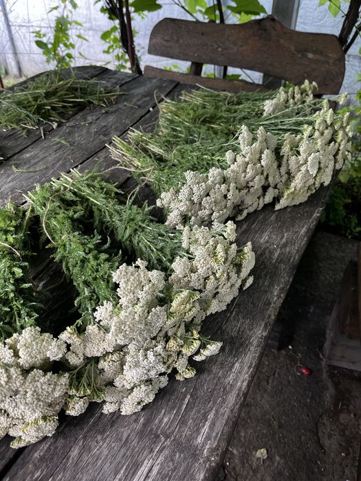 Банні віники з дуба, полині, м'яти, деревій, звіробій, евкаліпта