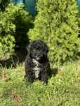 Pudel miniaturowy  Black piesek