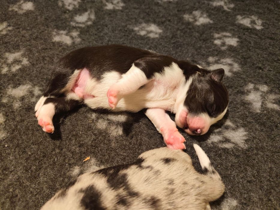 Border collie blue merle