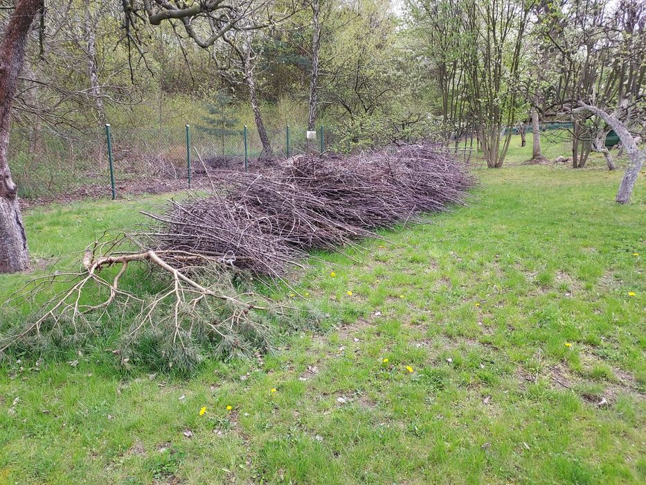 Gałęzie na opał lub dekoracje