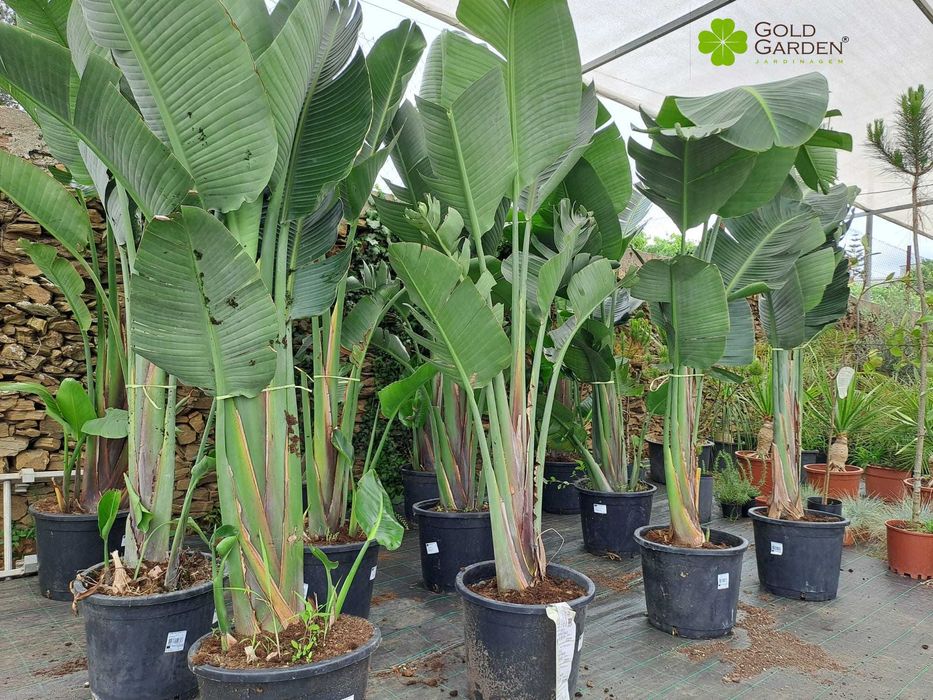 Estrelícias Gigantes