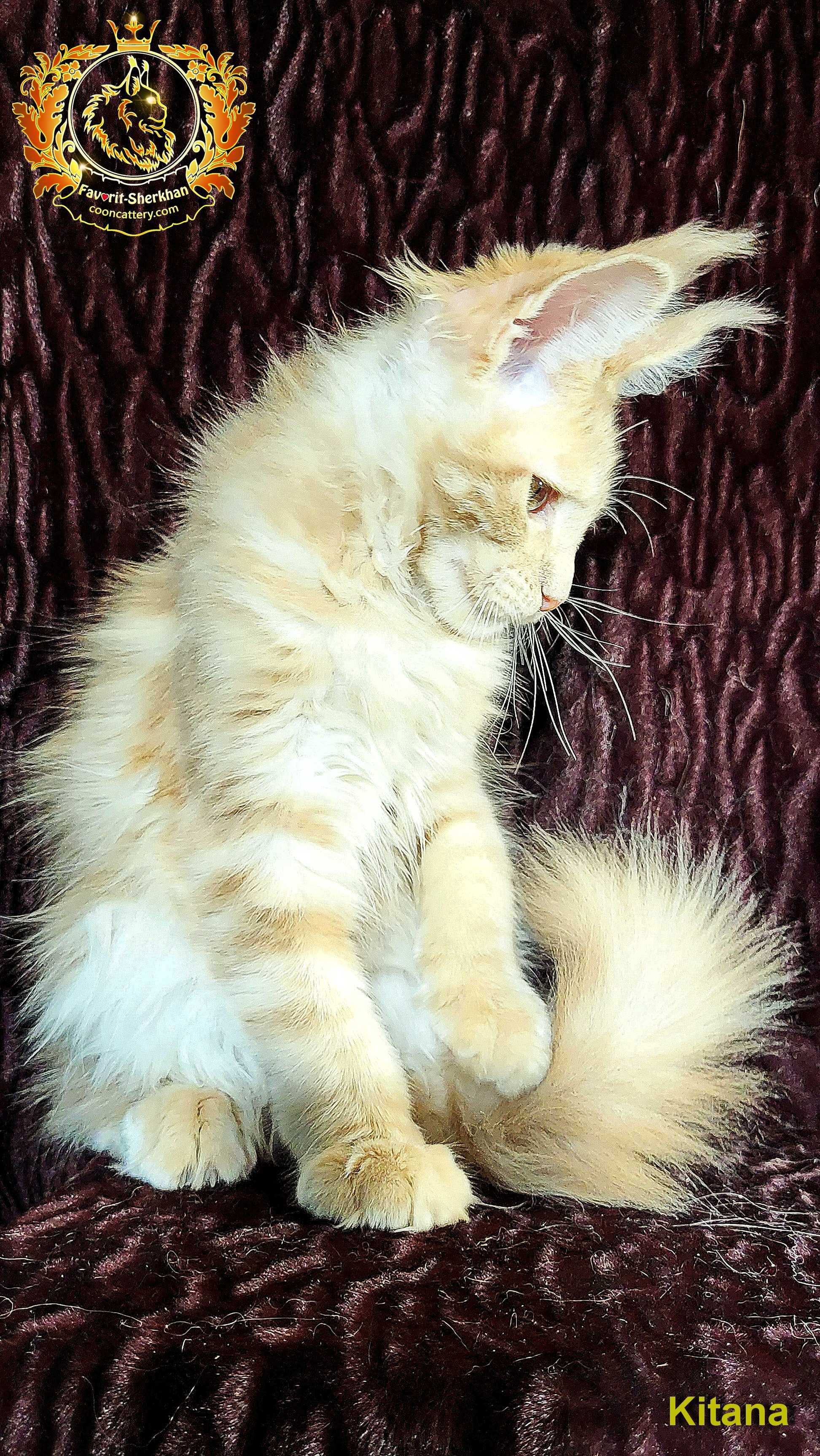 Шикарные котята из питомника