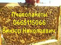Продам пчелопакеты,пчелосемьи Бакфаст,Карника