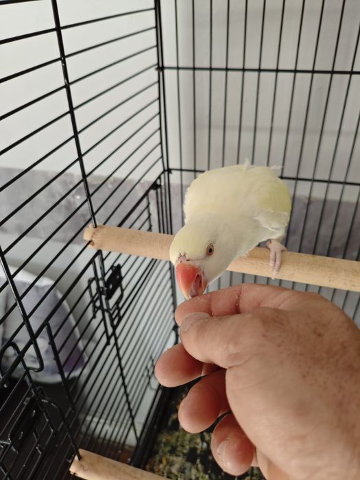 Ringneck criado à mão muito bonito e meigo