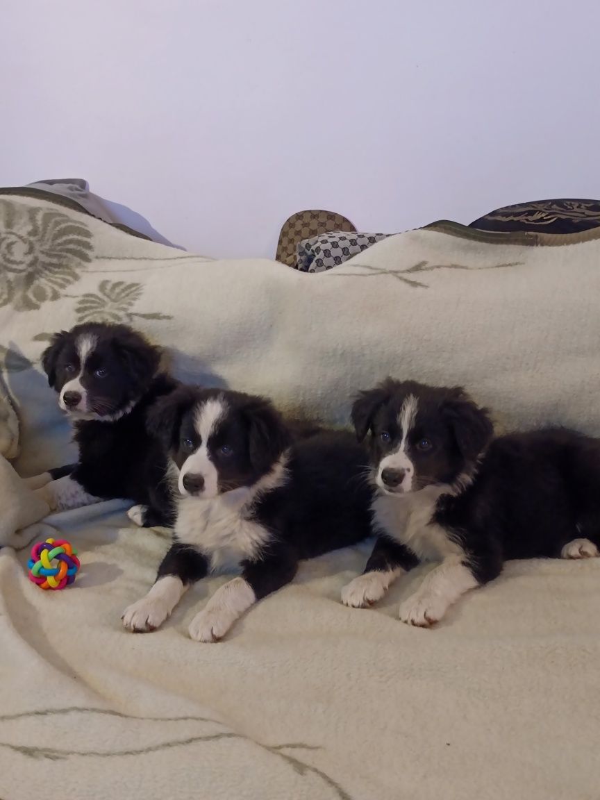 Piesek Border collie
