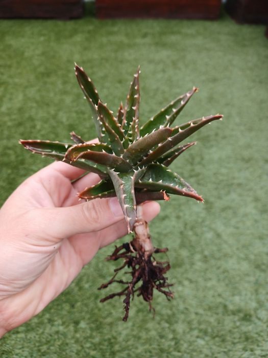 Cactus - Aloe brevifolia [Pé 15cm]