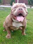 American Bully pocket reproduktor