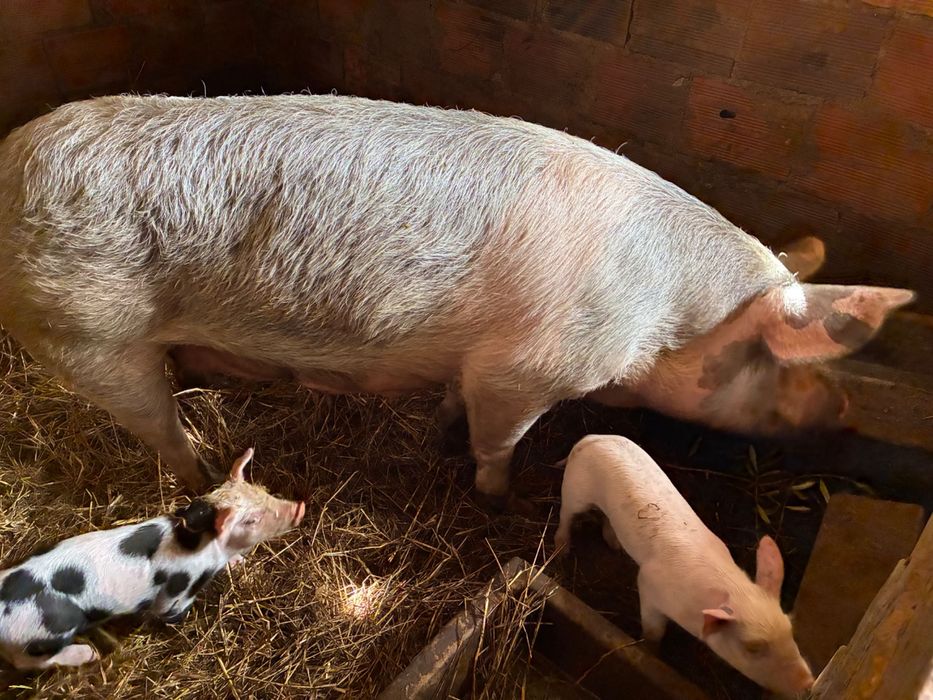 Leitão boa raça bio