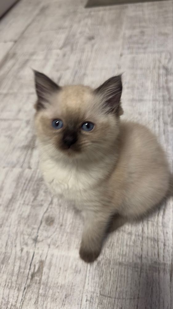 Sorzedam kotkę rasy Ragdoll