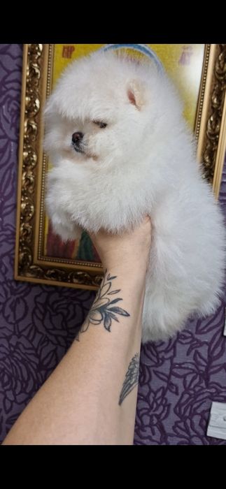 Девочки и мальчики. Померанци