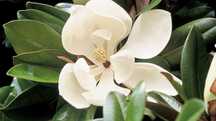Magnolia Grandiflora - wielkokwiatowa C90